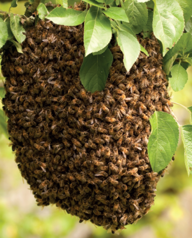 Bienenstock