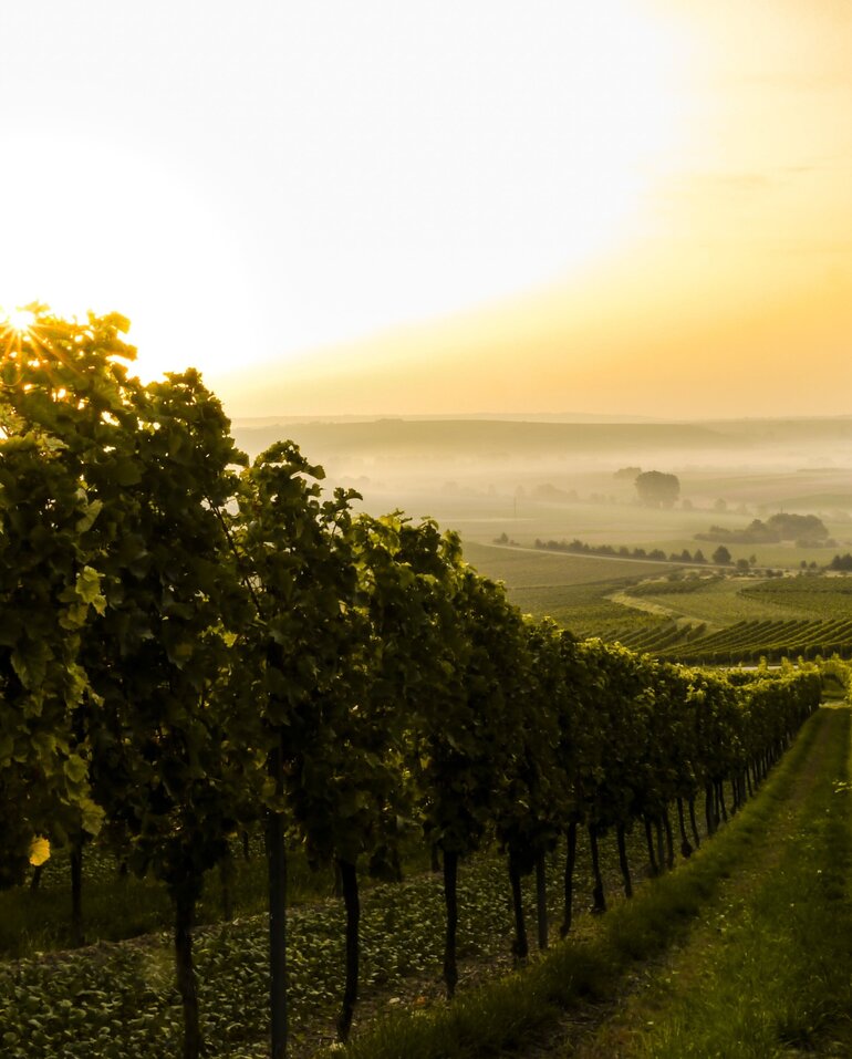 Alles rund um italienische Weine und Spirituosen