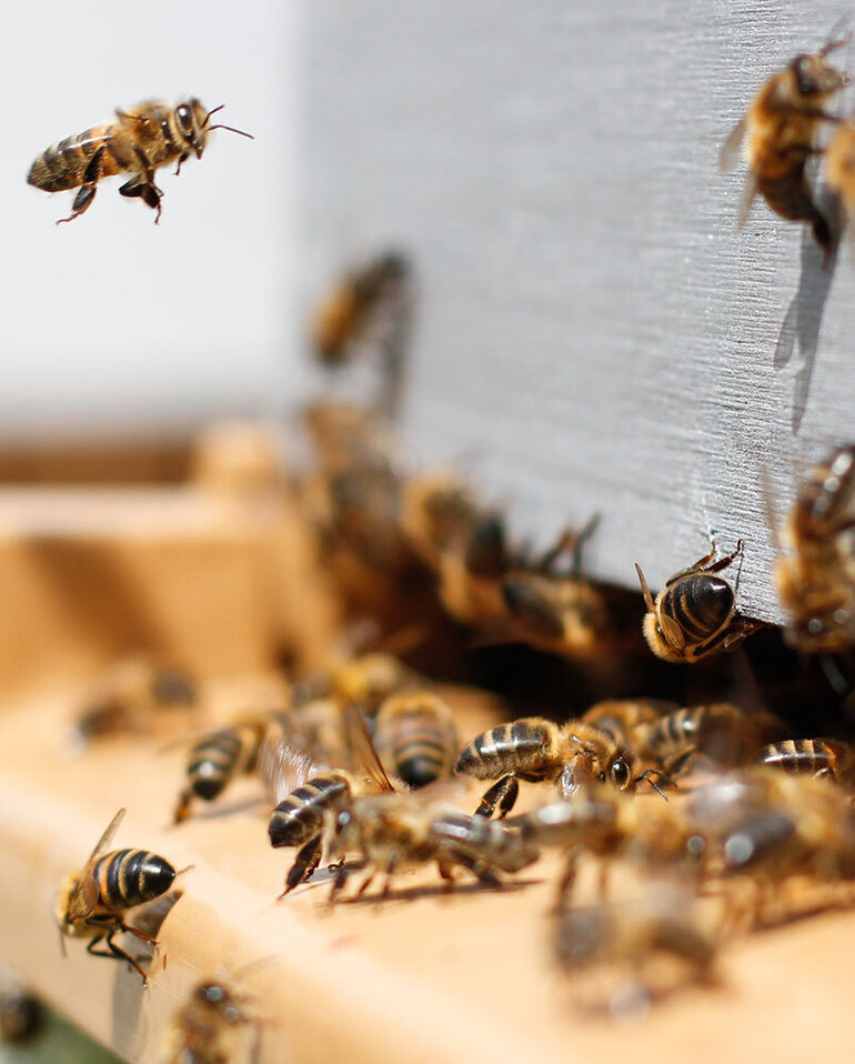 Bee careful