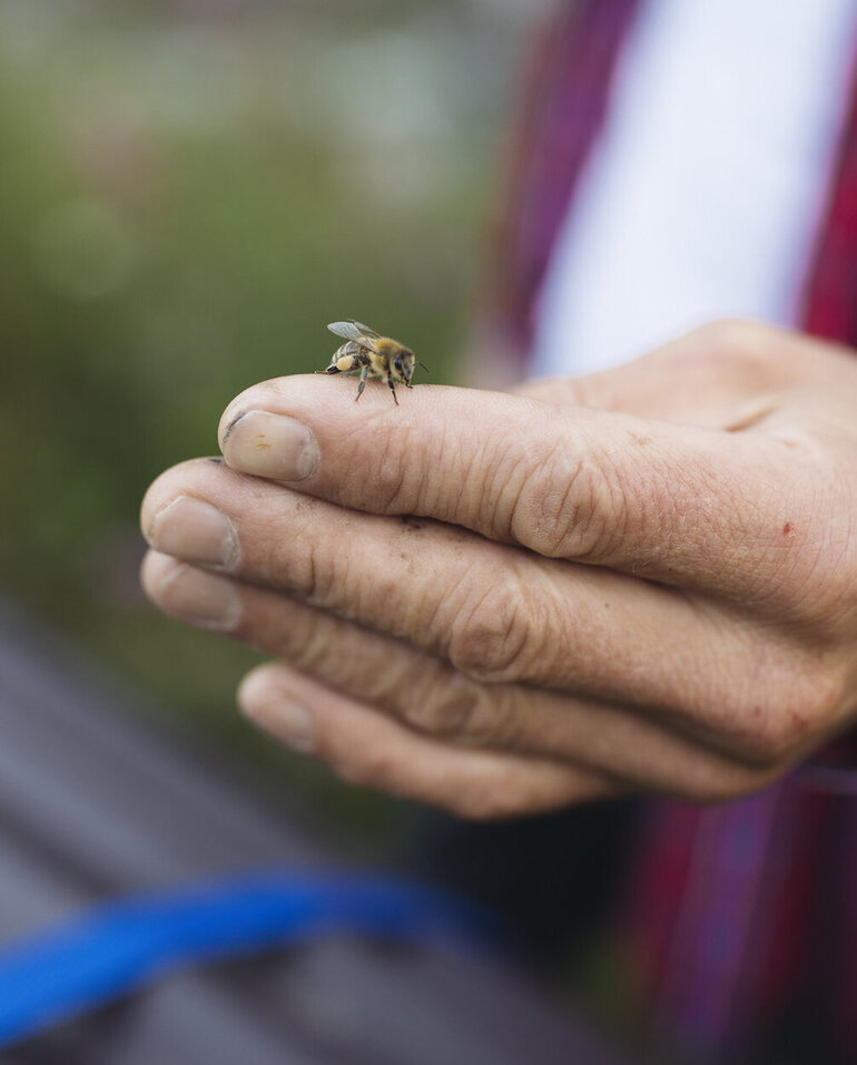 Bienen- & Insektenschutz