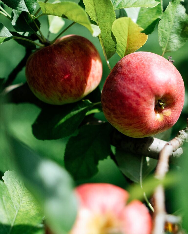 Saisonales Obst und Gemüse