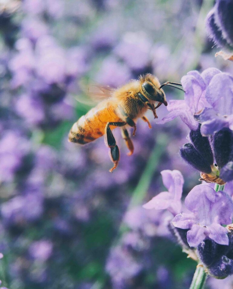 Bienensprache