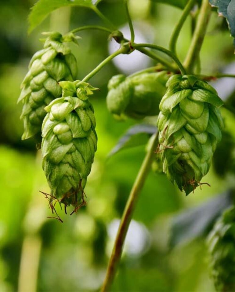 BIO vom BERG Tiroler Bio Bier