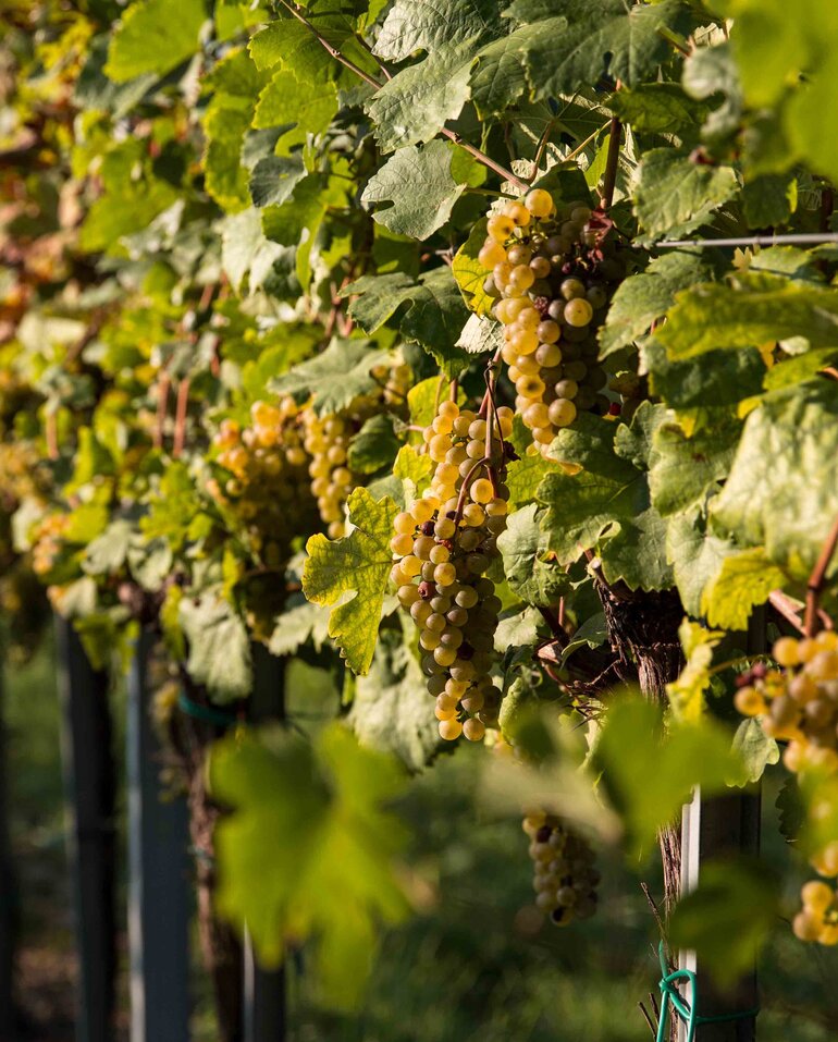 Nachhaltiger Weinbau