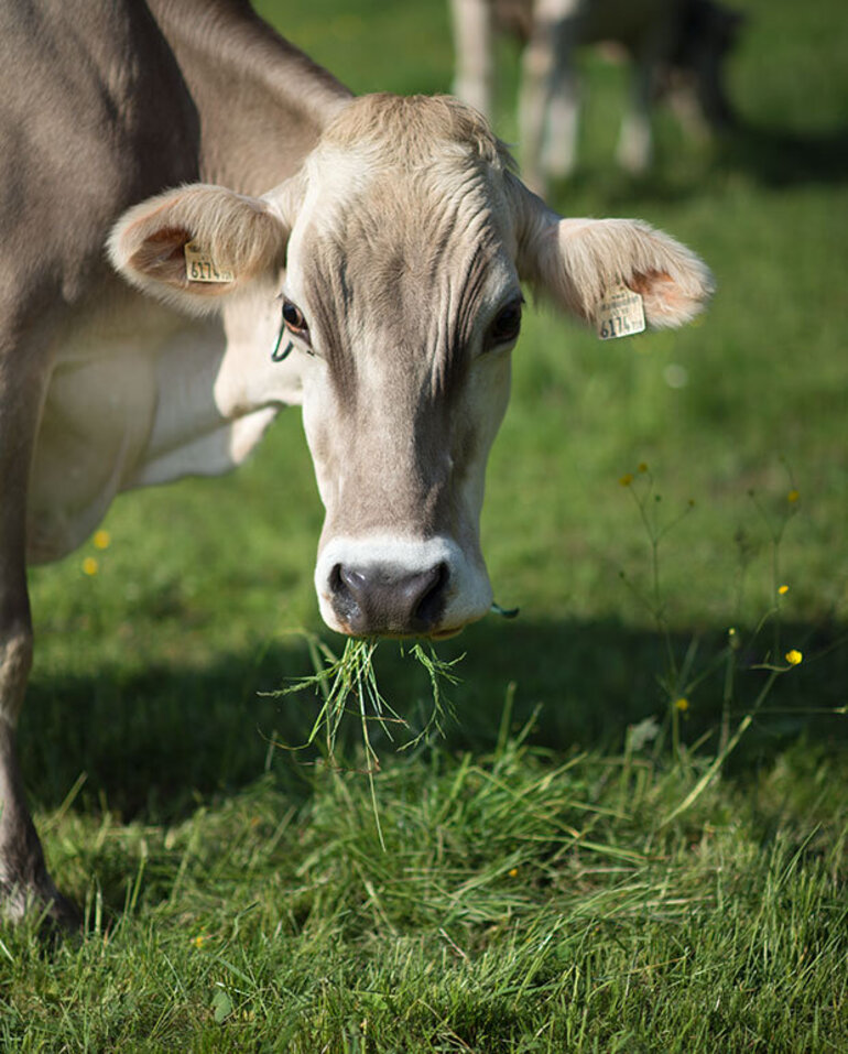 BIO vom BERG Joghurt
