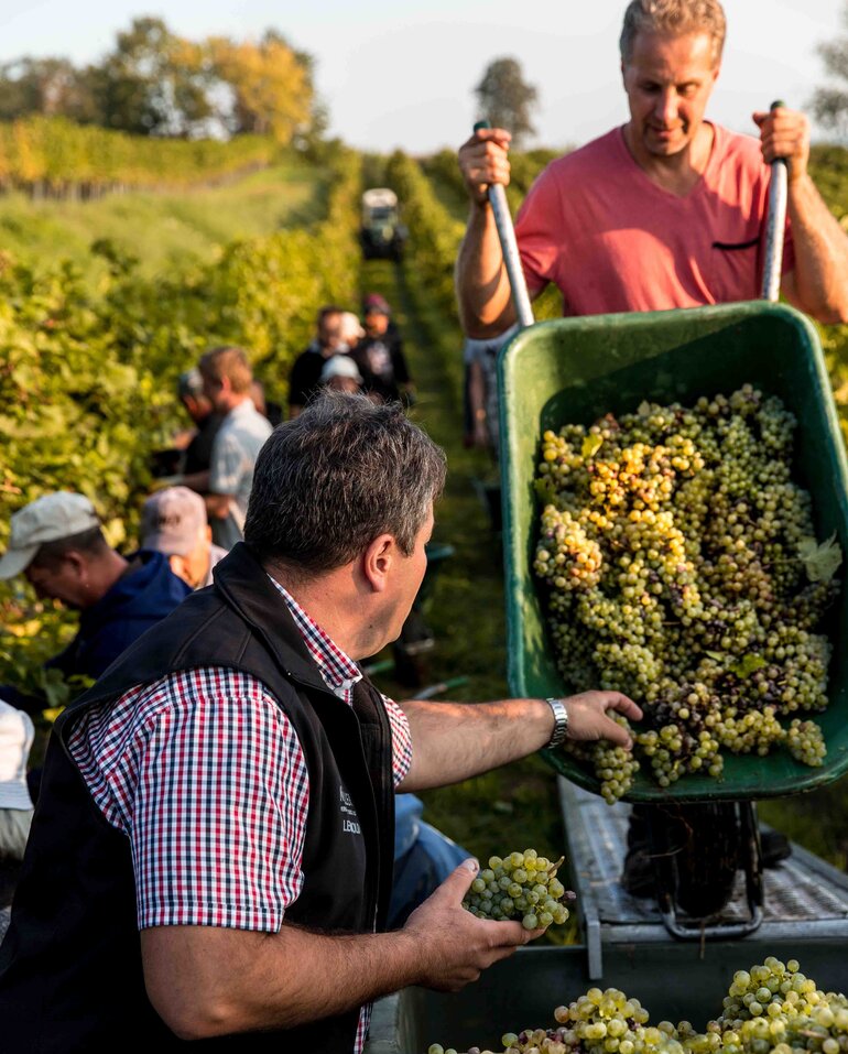 Ernte am Weingut Müller