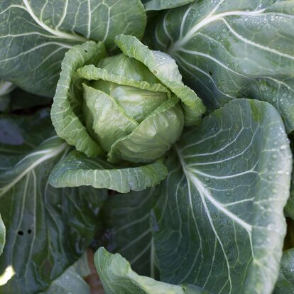 Superfood Weißkraut
