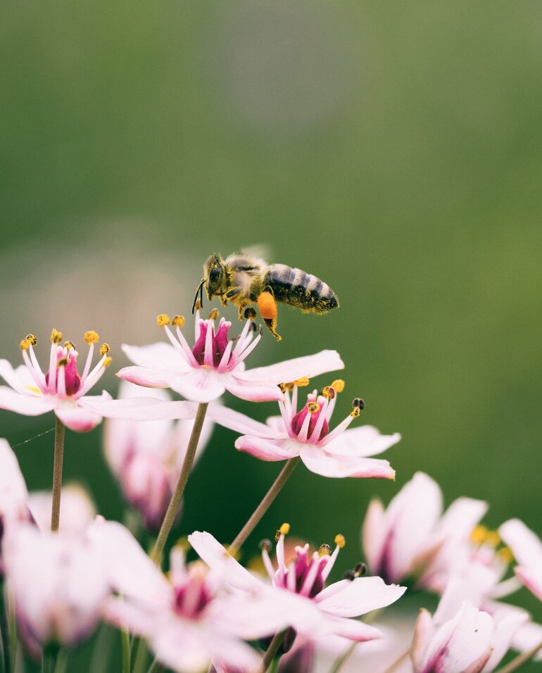 Wissenswertes über Bienen